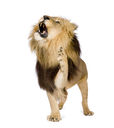 Lion (4 and a half years) - Panthera leo in front of a white background