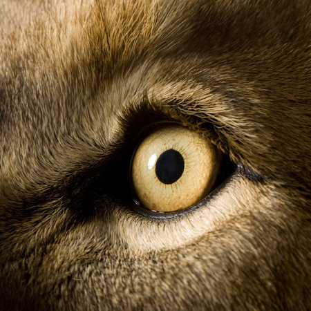 Lion (4 and a half years) - Panthera leo in front of a white backgroundの写真素材
