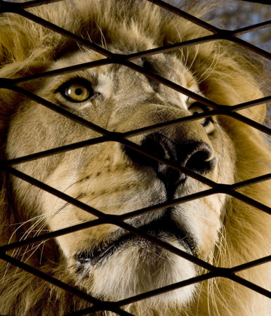 Lion (4 and a half years) - Panthera leo in front of a white backgroundの写真素材