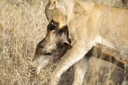 Lion in the wildの写真素材