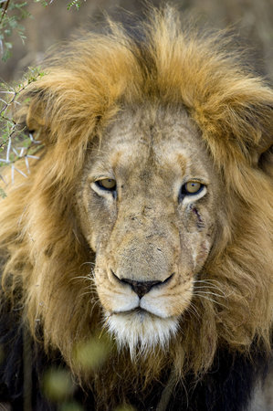 Lion's head- Panthera leo in the wild