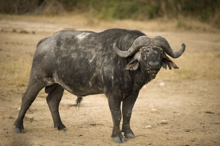 old buffaloの写真素材