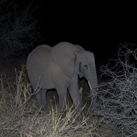 elephant in the nightの写真素材