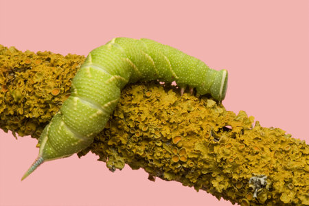 Lime Hawk-moth caterpillar - Mimas tiliae in front of a pink backgroundの写真素材