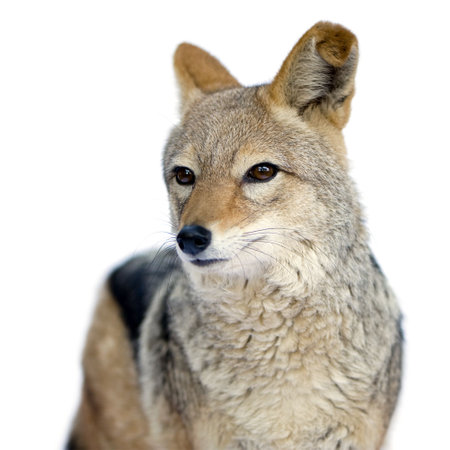 black-backed jackal () - Canis mesomelas in front of a white backgroundの写真素材