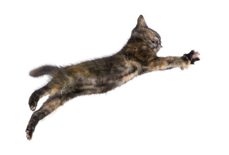 Tortoiseshell cat (2 months) in front of a white backgroundの写真素材