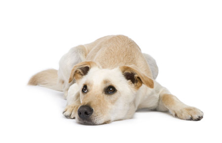 dog (18 months) in front of a white backgroundの写真素材