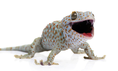 Tokay gecko - Gekko gecko in front of a white backgroundの写真素材