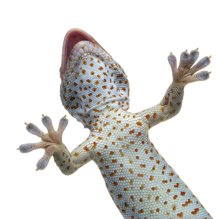 Tokay gecko - Gekko gecko in front of a white backgroundの写真素材