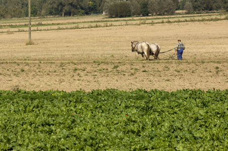 Horse working in the fieldの写真素材