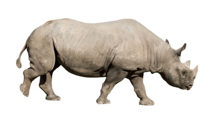 Rhinoceros isolated on whiteの写真素材