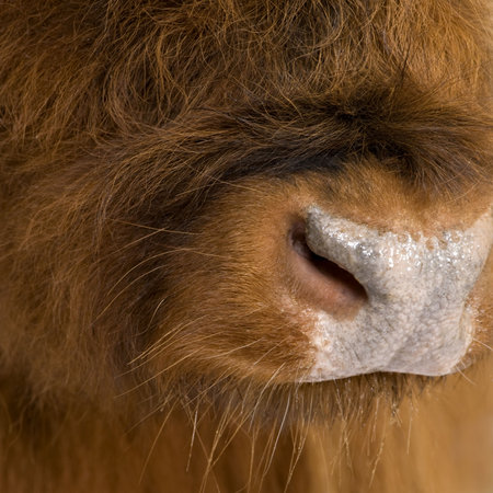 young Highland Cow in front of a white backgroundの写真素材