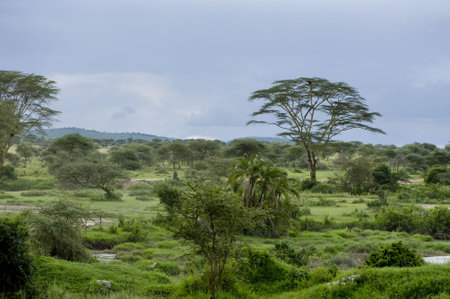 african landscapeの写真素材