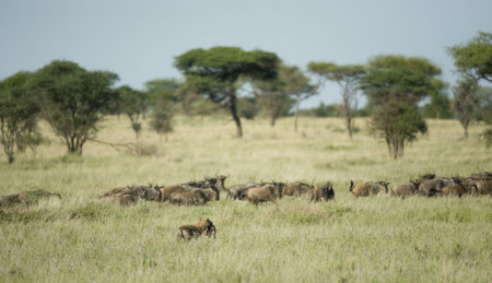 herd of wildebeestの写真素材