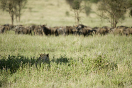 a lion is hidding for a herd of wildebeestの写真素材