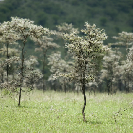 whistling thorn - Acacia dreparalobium in the serengetiの写真素材