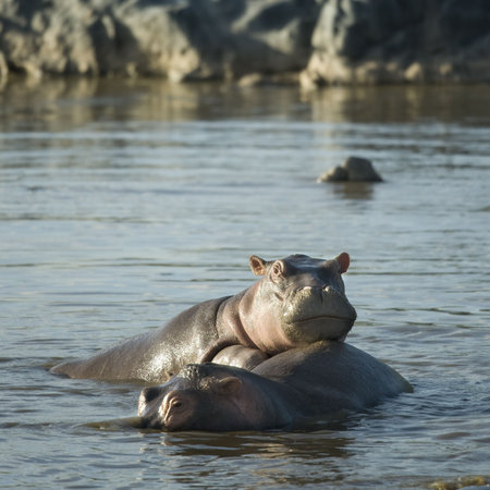 hippopotamusの写真素材
