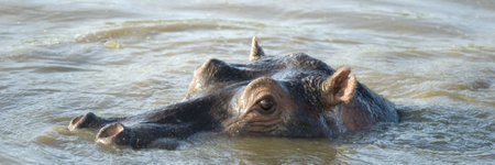 hippopotamus