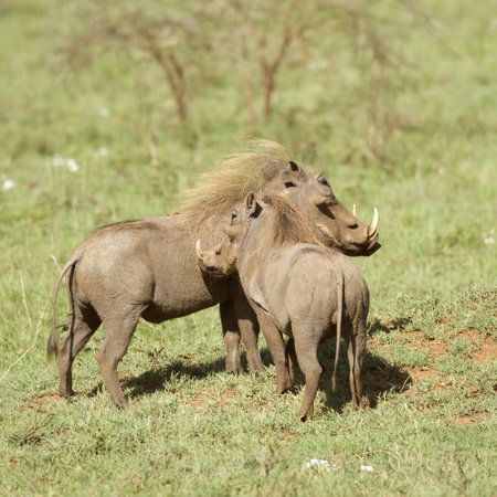 warthogの写真素材