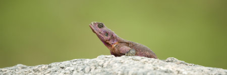 Flat-Headed Rock Agama (Agama Mwanzae) in the Serengeti National Park, Tanzaniaの写真素材
