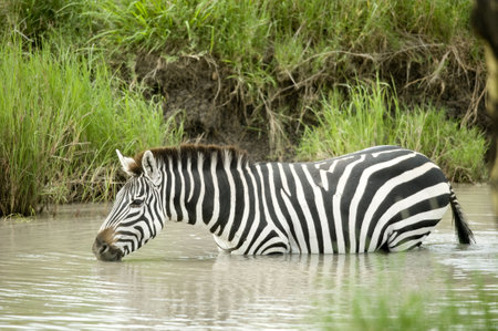 Zebra in the waterの写真素材
