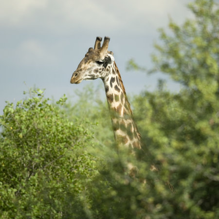 Giraffe eating in the serengeti reserveの写真素材