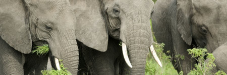 elephant's head in the wild