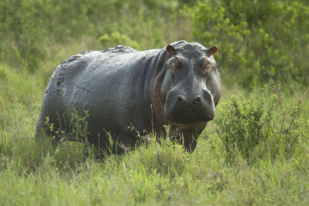hippopotamus in the serengeti reserveの写真素材