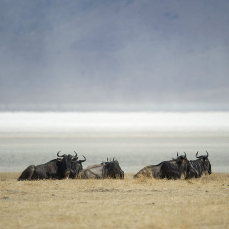 herd of wildebeestの写真素材