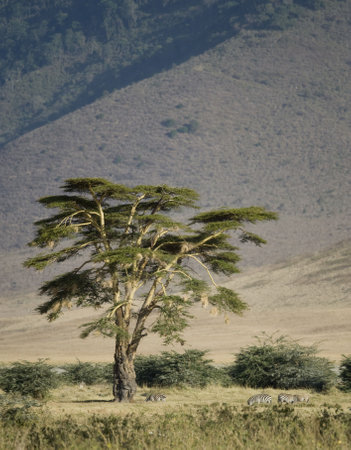 View of the view Ngorongoro Crater, tanzaniaの写真素材