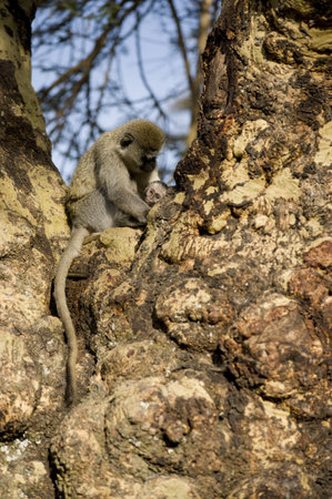 Monkey