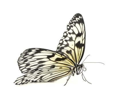 Idea leuconoe butterfly in front of a white backgroundの写真素材
