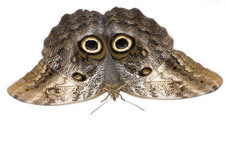 Owl butterfly - Caligo memnon butterfly in front of a white backgroundの写真素材