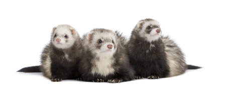 group of ferrets in front of a white backgroundの写真素材