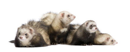 group of ferrets in front of a white backgroundの写真素材