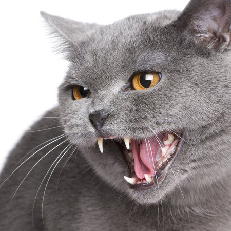 Chartreux (18 months) in front of a white background