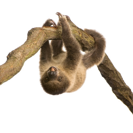 baby Two-toed sloth (4 months) - Choloepus didactylus in front of a white background