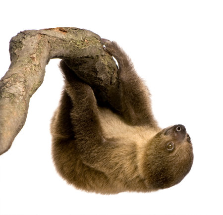 baby Two-toed sloth (4 months) - Choloepus didactylus in front of a white backgroundの写真素材