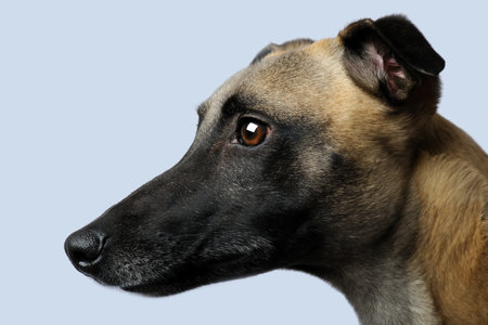 Whippet (1 year) in front of a grey backgroundの写真素材