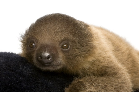 baby Two-toed sloth (4 months) - Choloepus didactylus in front of a white background