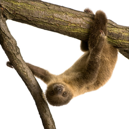 baby Two-toed sloth (4 months) - Choloepus didactylus in front of a white backgroundの写真素材