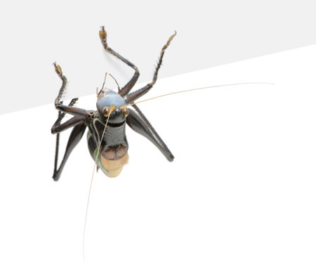 Gampsocleis gratiosa, local name in China guoguo, in front of a white background.  Gampsocleis gratiosa is a grasshopper from China. The Chinese people actually often keep it as a pet for its chirring.の写真素材