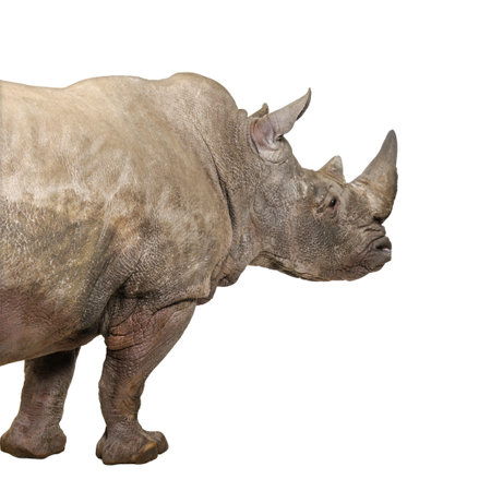 White Rhinoceros or Square-lipped rhinoceros - Ceratotherium simum ( +/- 10 years) in front of a white backgroundの写真素材