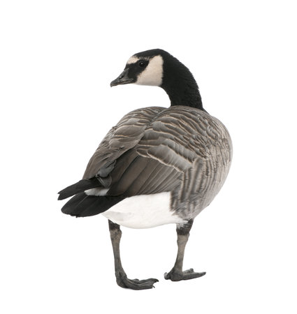 Mixed-Breed goose between Canada Goose - (Branta canadensis) and a Barnacle Goose (Branta leucopsis)  (+/- 18 months) in front of a white backgroundの写真素材