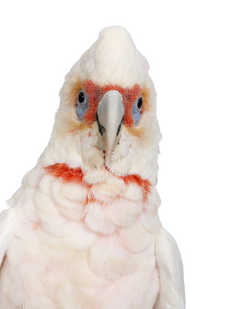 Long-billed Corella - Cacatua tenuirostris in front of a white background. He look Similar in appearance to the Little Corella and Sulphur-crested Cockatooの写真素材
