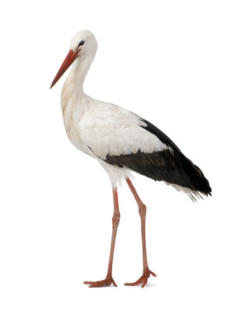 White Stork - Ciconia ciconia (18 months) in front of a white backgroundの写真素材