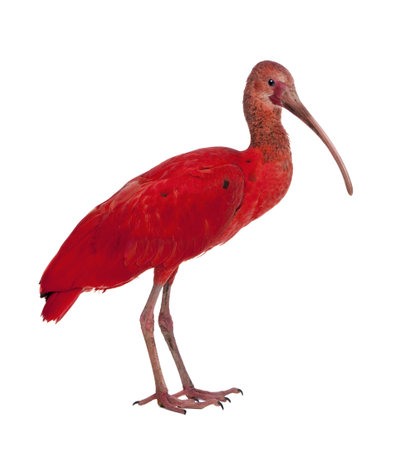  Scarlet Ibis - Eudocimus ruber in front of a white backgroundの写真素材