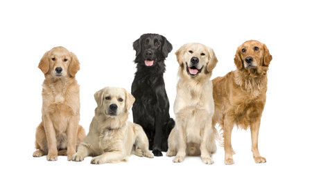 group of 5 golden retriever and labrador facing the camera in front of a white backgroundの写真素材