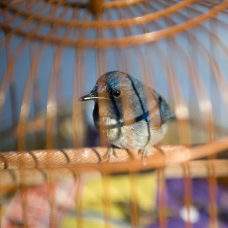 Bird in cage at the pet market of Hong Kongの写真素材