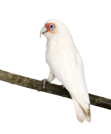 Long-billed Corella - Cacatua tenuirostris in front of a white background. He look Similar in appearance to the Little Corella and Sulphur-crested Cockatooの写真素材